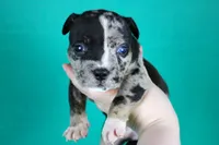 Black Tri Merle Split Face Female, a male American Bully for sale in Orangeburg, SC – Photo 2 of 4