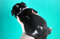 Black Tri Merle Split Face Female, a male American Bully for sale in Orangeburg, SC – Photo 4 of 4