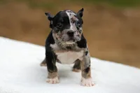 Black Tri Merle Split Face Female, a male American Bully for sale in Orangeburg, SC – Photo 6 of 6