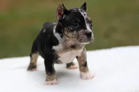 Black Tri Merle Split Face Female, a male American Bully for sale in Orangeburg, SC – Photo 5 of 6