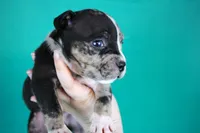 Black Tri Merle Split Face Female, a male American Bully for sale in Orangeburg, SC – Photo 3 of 4