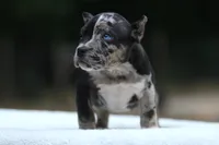 Black Tri Merle Split Face Female, a male American Bully for sale in Orangeburg, SC – Photo 2 of 6