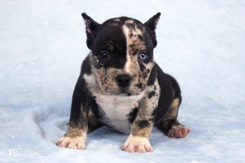Black Tri Merle Split Face Female – American Bully puppy for sale in Orangeburg, SC