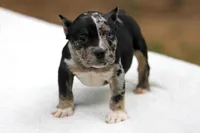 Black Tri Merle Split Face Female, a male American Bully for sale in Orangeburg, SC – Photo 3 of 6