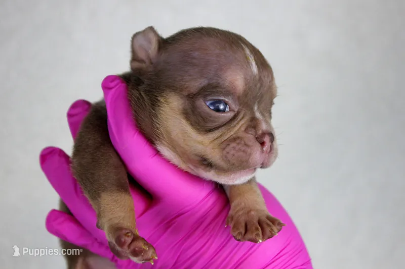 Chocolate Tri Male – American Bully puppy for sale in Orangeburg, SC