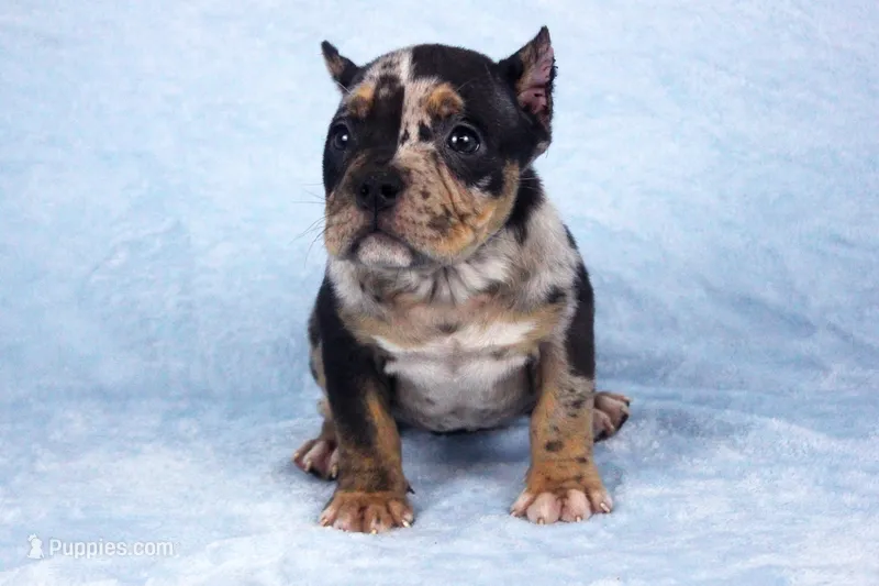 Black Tri Merle Female – American Bully puppy for sale in Orangeburg, SC