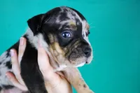 Black Tri Merle Female, a male American Bully for sale in Orangeburg, SC – Photo 2 of 3