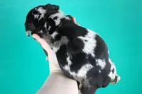 Black Tri Merle Female, a male American Bully for sale in Orangeburg, SC – Photo 3 of 3