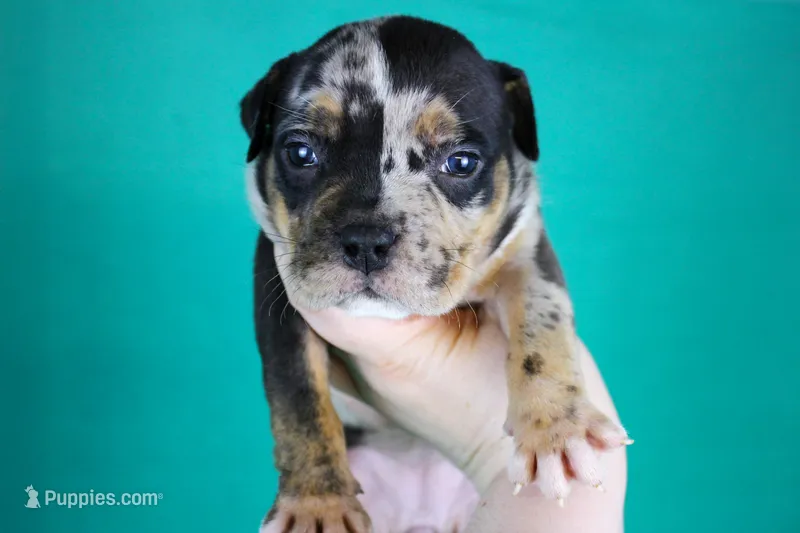 Black Tri Merle Female – American Bully puppy for sale in Orangeburg, SC
