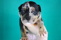 Black Tri Merle Female, a male American Bully for sale in Orangeburg, SC – Photo 1 of 3