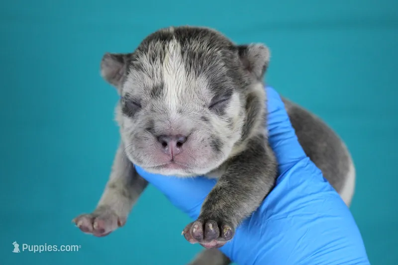 Blue Brindle Merle Male