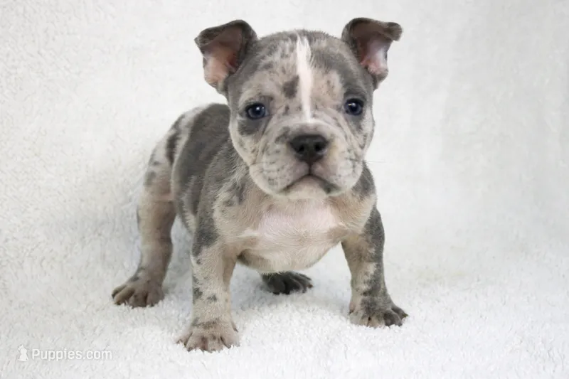 Blue Brindle Merle Male