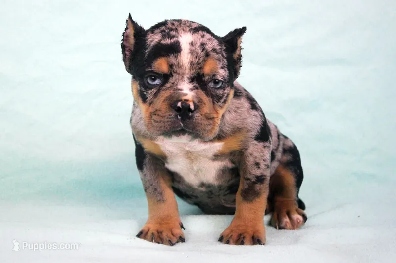 Black Tri Merle Male – American Bulldog puppy for sale in Orangeburg, SC