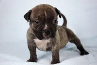 Black Brindle Male, a male American Bully for sale in Orangeburg, SC – 2 of 7