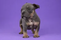 Blue Tri Male, a male American Bully for sale in Orangeburg, SC – 2 of 4