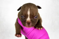 Chocolate Male , a male American Bully for sale in Orangeburg, SC – 1 of 3