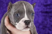 Brindle Female, a female American Bully for sale in Orangeburg, SC – 7 of 7