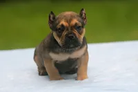 Sable Male, a male American Bully for sale in Orangeburg, SC – 7 of 7