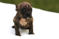 Black Brindle Female, a female American Bully for sale in Orangeburg, SC – Photo 1 of 5