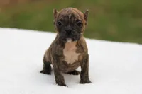 Black Brindle Female, a female American Bully for sale in Orangeburg, SC – Photo 3 of 5