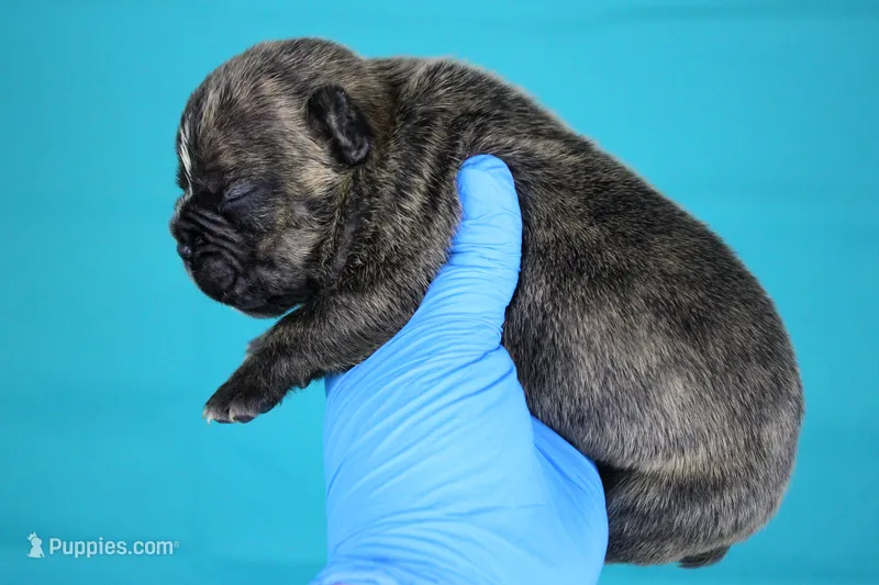 Black Brindle Female