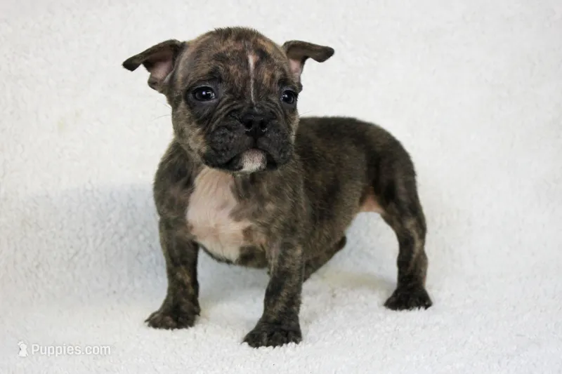 Black Brindle Female