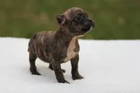 Black Brindle Female, a female American Bully for sale in Orangeburg, SC – Photo 5 of 5