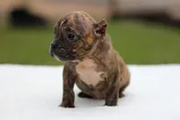 Black Brindle Female, a female American Bully for sale in Orangeburg, SC – Photo 4 of 5