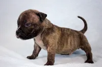 Black Brindle Male, a male American Bully for sale in Orangeburg, SC – 6 of 7
