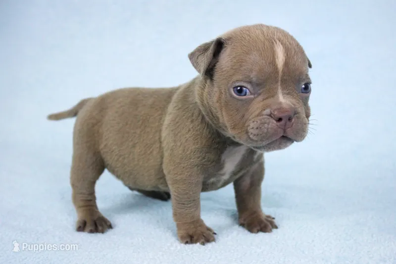 Lilac Male – American Bully puppy for sale in Orangeburg, SC