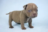 Lilac Male, a male American Bully for sale in Orangeburg, SC – 1 of 5