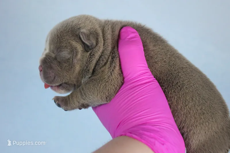 Lilac Female – American Bully puppy for sale in Orangeburg, SC