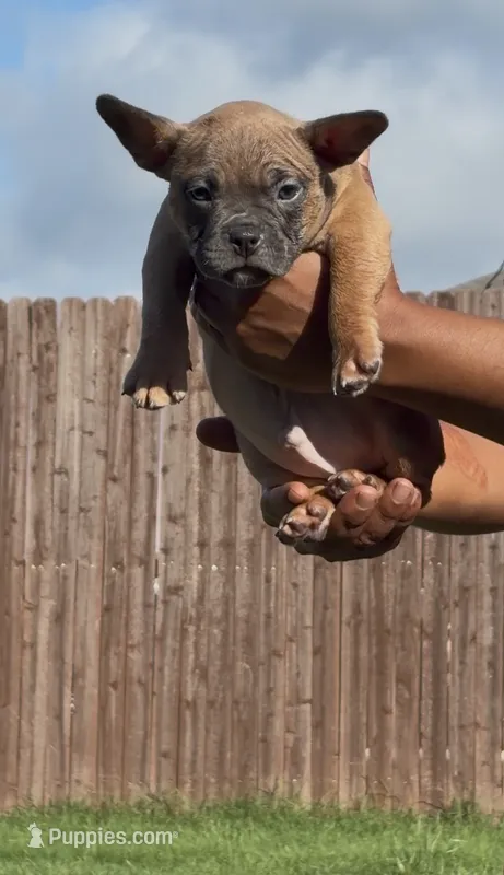 Fawn Male – American Bully puppy for sale in Orangeburg, SC
