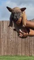 Fawn Male, a male American Bully for sale in Orangeburg, SC – 1 of 3