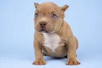 Lilac Male, a male American Bully for sale in Orangeburg, SC – 1 of 3