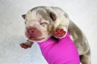 Lilac Tri Merle Male, a male American Bully for sale in Orangeburg, SC – 2 of 5