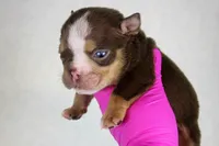 Chocolate Tri Merle Female, a female American Bully for sale in Orangeburg, SC – 5 of 6