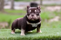 Chocolate Tri Yogi Son, a male American Bully for sale in Orangeburg, SC – 2 of 6