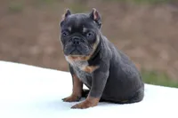 Blue Tri , a female American Bully for sale in Orangeburg, SC – 5 of 5