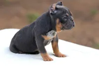 Blue Tri , a female American Bully for sale in Orangeburg, SC – 4 of 5