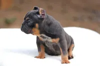 Blue Tri , a female American Bully for sale in Orangeburg, SC – 2 of 5