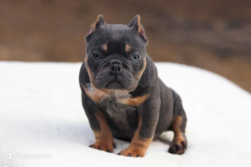 Blue Tri  – American Bully puppy for sale in Orangeburg, SC