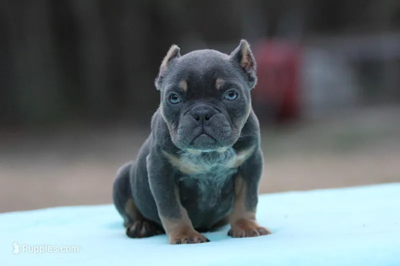 Blue Tri  – American Bully puppy for sale in Orangeburg, SC