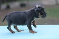 Blue Tri , a female American Bully for sale in Orangeburg, SC – Photo 4 of 4