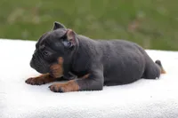 Blue Tri , a female American Bully for sale in Orangeburg, SC – 3 of 5