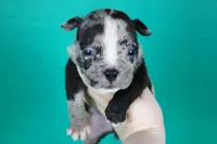 Black Merle Male, a male American Bully for sale in Orangeburg, SC – Photo 1 of 6