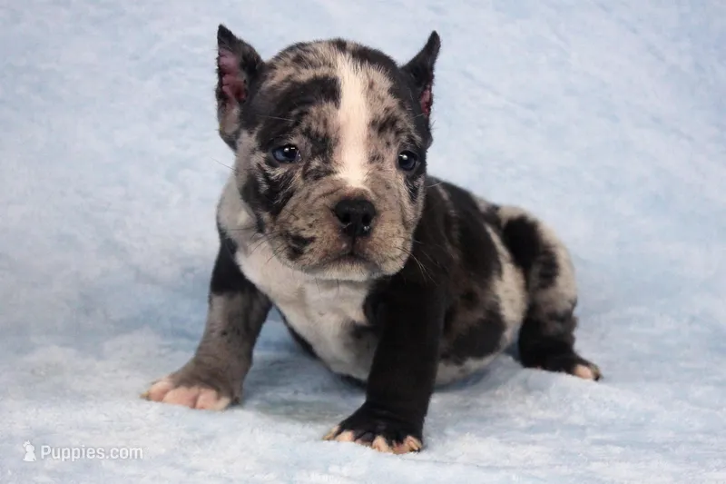 Black Merle Male – American Bully puppy for sale in Orangeburg, SC
