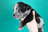 Black Merle Male, a male American Bully for sale in Orangeburg, SC – Photo 2 of 6