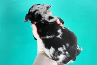 Black Merle Male, a male American Bully for sale in Orangeburg, SC – Photo 6 of 6