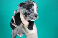 Black Merle Male, a male American Bully for sale in Orangeburg, SC – Photo 3 of 6